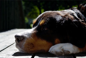 Bernese Mountain Dog