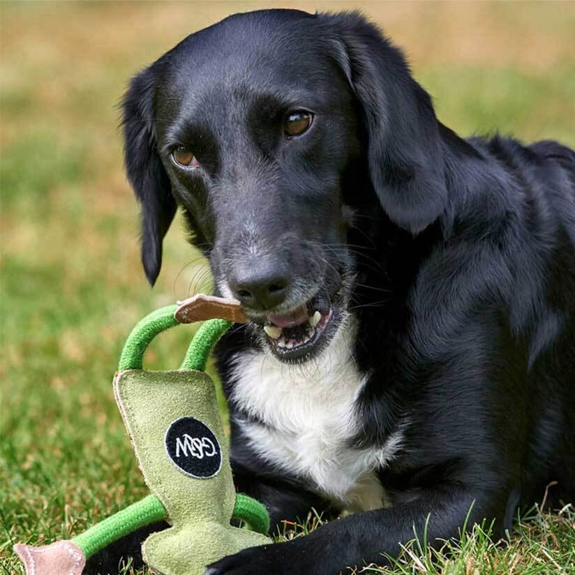 Dog Playing with Frog Dog Toy