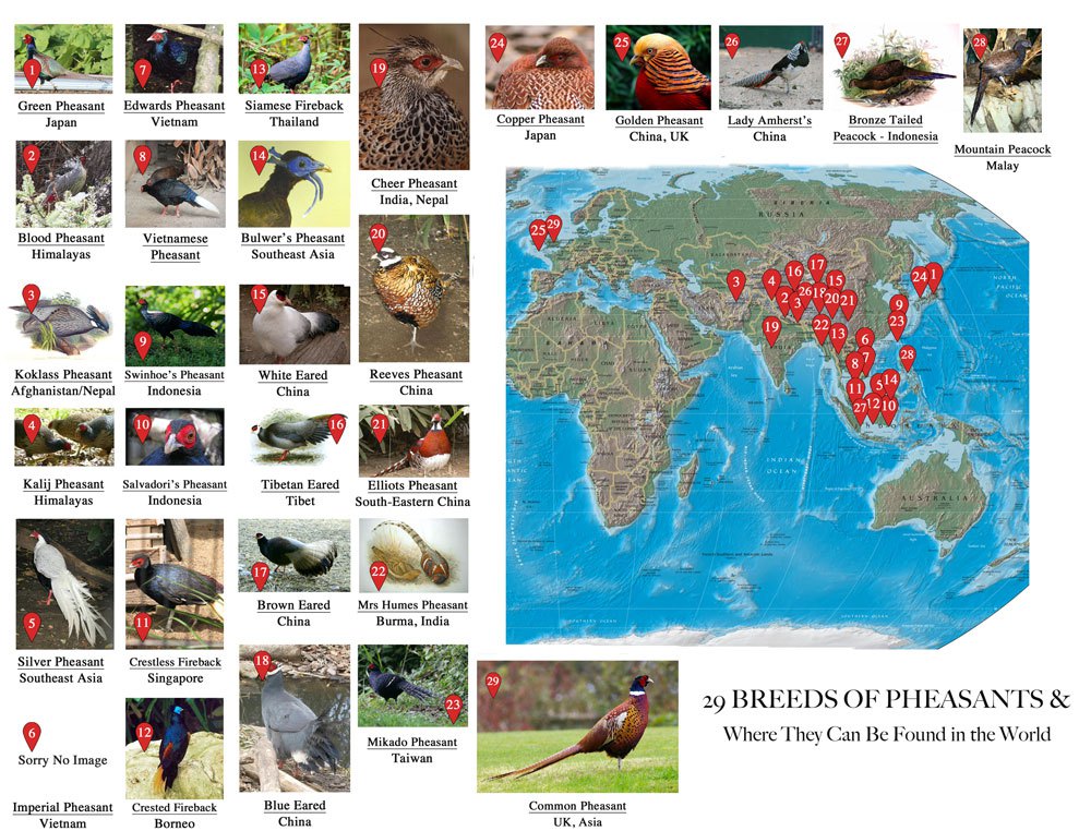 29 Breeds of Pheasants World Map